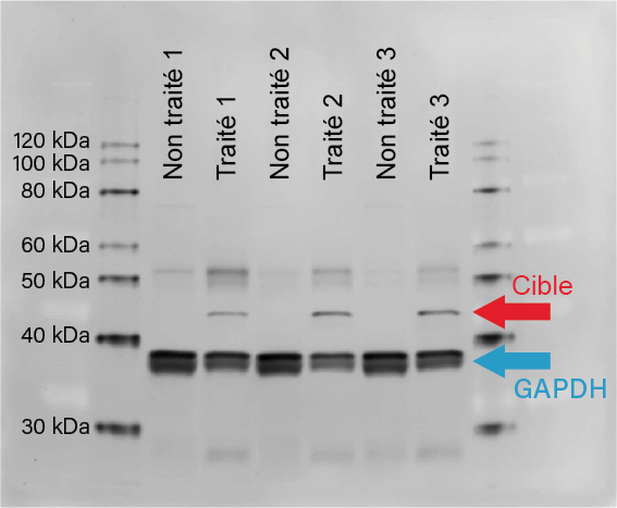 Western blot